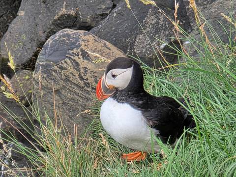 A puffin bird sitting on grass with rocks in the background.