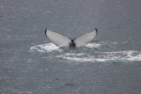 A whale tail emerging from the ocean.