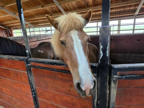 A horse in a stable with its head peering out.