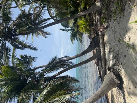 Palm trees near a tropical beach.