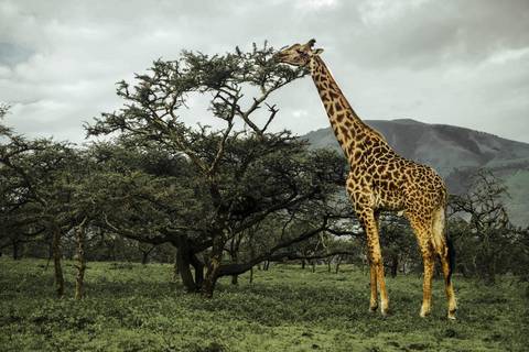       Giraffe snacking on a tree with mountainous background.
  