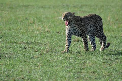       Leopard yawning in an open grass field.
  