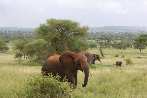       Elephants wandering through green savanna.
  