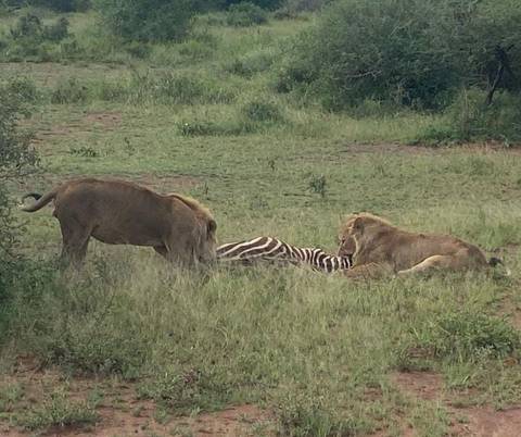 Klantbeoordelingsfoto van Spectaculaire Tanzania Safari van 10 dagen 