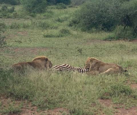 Klantbeoordelingsfoto van Spectaculaire Tanzania Safari van 10 dagen 