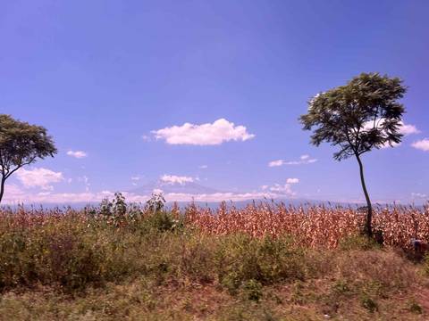 A distant view of Mount Kilimanjaro behind fields and trees.