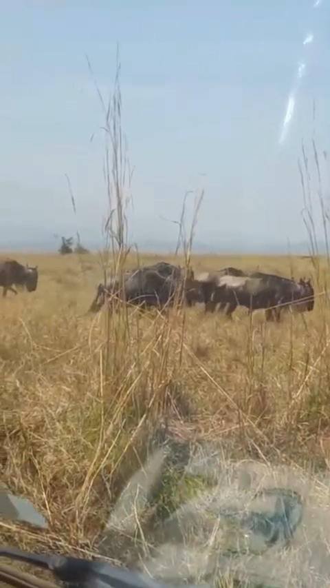 4 Days Masai Mara and Lake Nakuru Midrange Safari customer review photo 