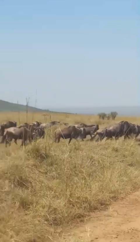 4 Days Masai Mara and Lake Nakuru Midrange Safari customer review photo 