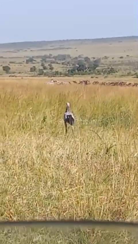4 Days Masai Mara and Lake Nakuru Midrange Safari customer review photo 