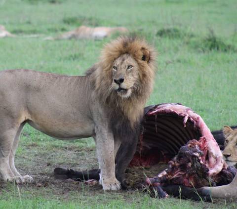       9 Days Best of  Kenya and Tanzania Safari Experience customer review photo 
  
