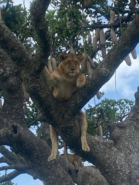       foto de reseña de cliente de Safari de 5 días por Tanzania 
  