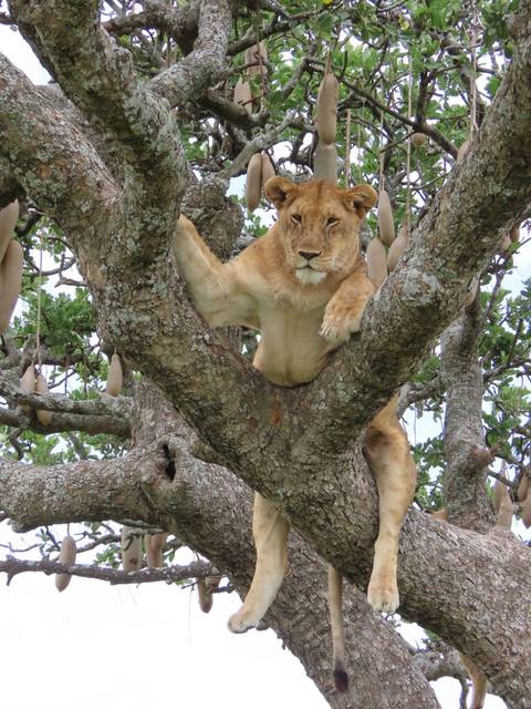      foto de reseña de cliente de Safari de 5 días por Tanzania 
  