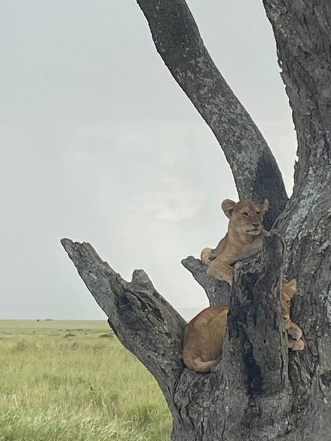       foto de reseña de cliente de Safari de 5 días por Tanzania 
  