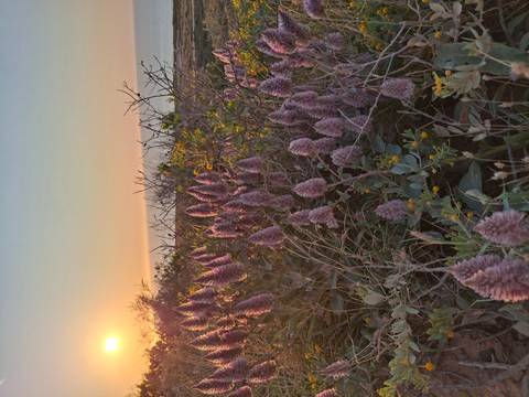 Purple wildflowers and a setting sun over a coastal landscape.