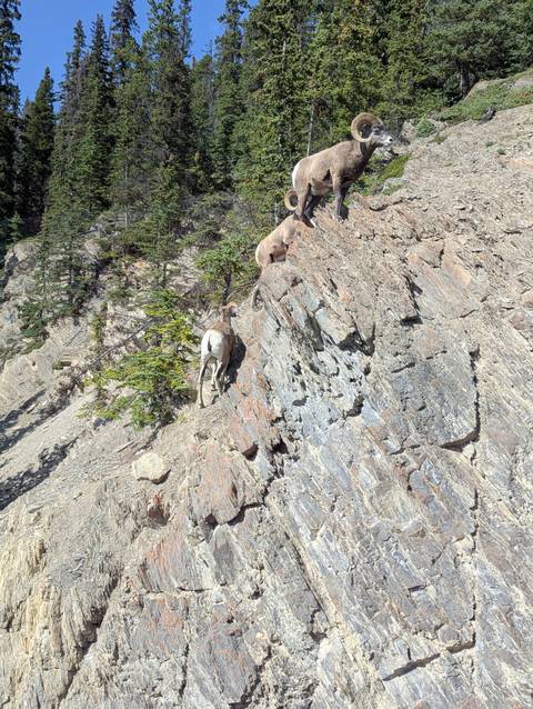 Sheep on a rocky cliff amidst greenery.