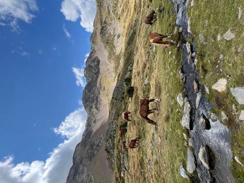       Horses grazing in a mountainous meadow with a stream.
  