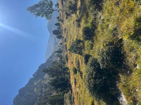       Sunlit landscape with vibrant greenery and distant mountains.
  
