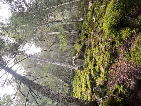       Forest scene with moss-covered trees and rocks.
  