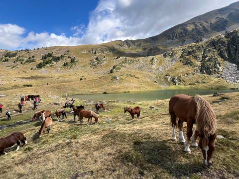       Horses grazing near a lake in a mountainous region.
  