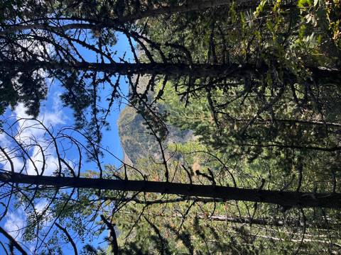       Mountain view through a dense forest of tall trees.
  