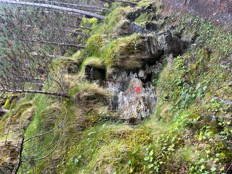       Moss-covered rocky hillside with trees.
  