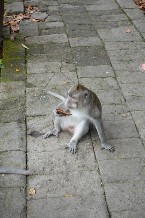 Monkey sitting on stone pavement eating food.