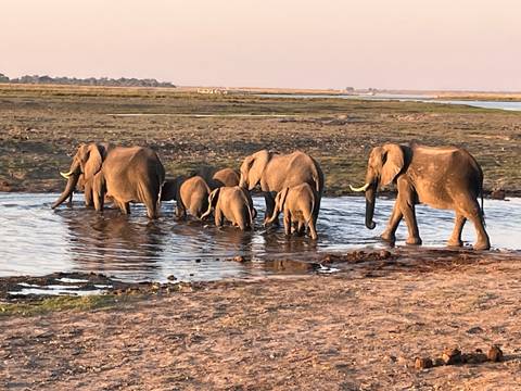 Herd of elephants crossing a river in a grassy landscape.
