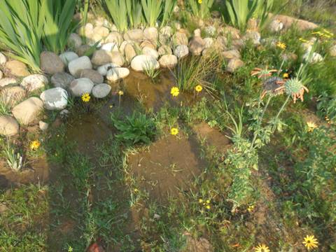 Rocky garden with flowers and small water features.