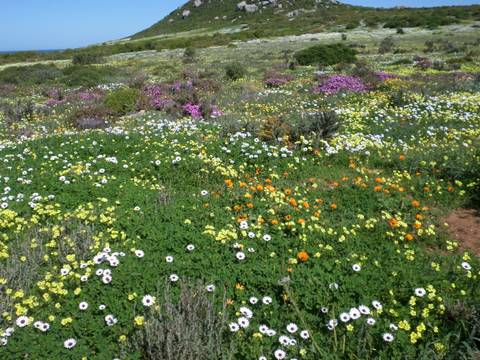 Field covered with colorful wildflowers.