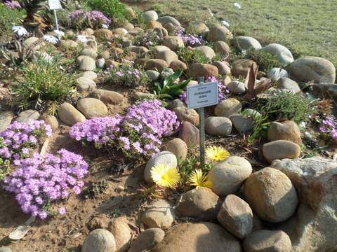 Rock garden with labeled plants.