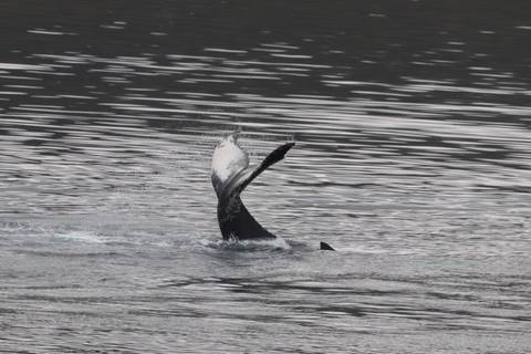       Whale tail in the ocean surface creating splashes.
  