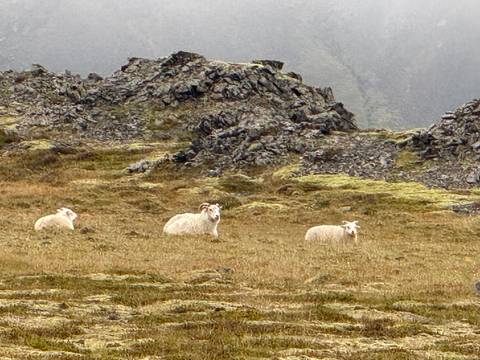       Sheep grazing in a rocky landscape with grass.
  