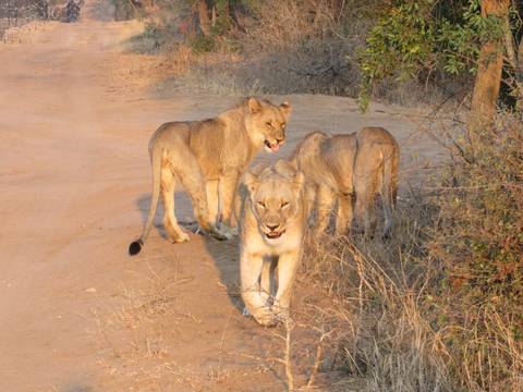 Three lions walking on a dirt road.