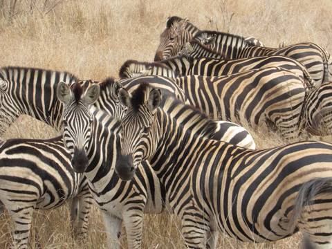 A group of zebras standing together.