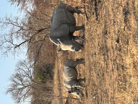 A rhinoceros with its calf walking in the dry wilderness.
