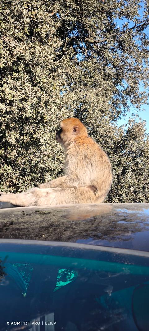 Wild monkey sitting on a ledge with foliage in the background.