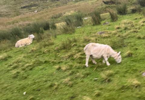       Sheep grazing on a green hillside.
  