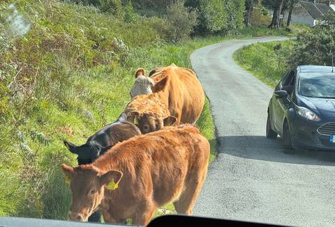       Cows blocking a rural road with a car driving by.
  