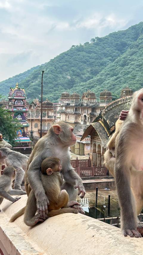Monkeys in an old temple complex with intricate carvings and structures.