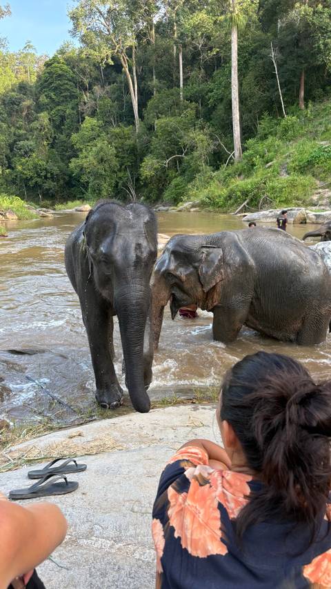       Two elephants in a river with people nearby.
  