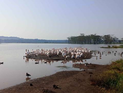       Flock of birds resting on a small island in a lake.
  
