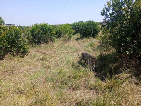       Leopard camouflaged in grassy terrain.
  