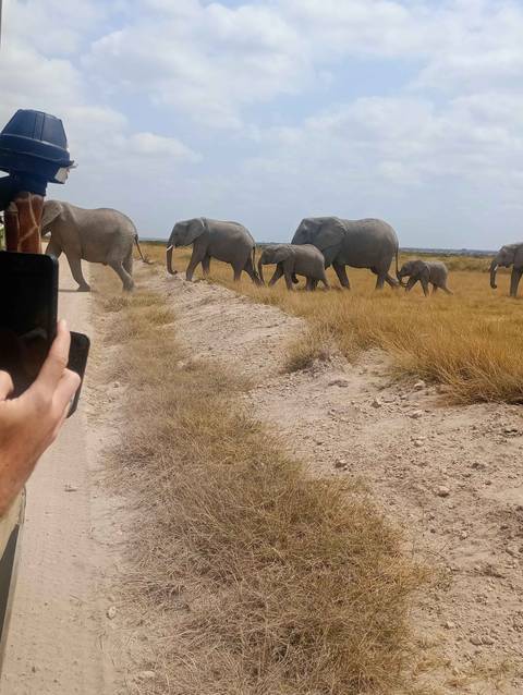 Line of elephants walking along a dirt path while being photographed.