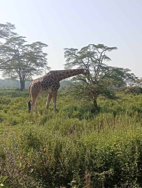       Giraffe eating leaves from a tree in a grassy area.
  
