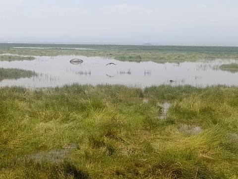       Wetland area with visible wildlife including a hippopotamus.
  