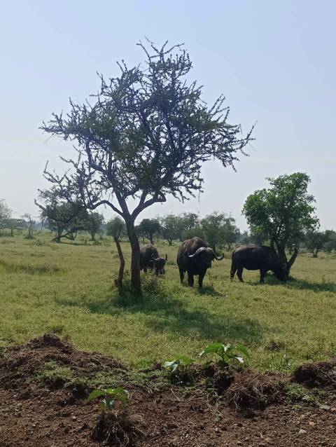 Buffalo grazing under trees in a savannah landscape.