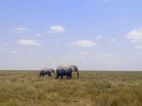       Two elephants walking across a flat grassy landscape.
  
