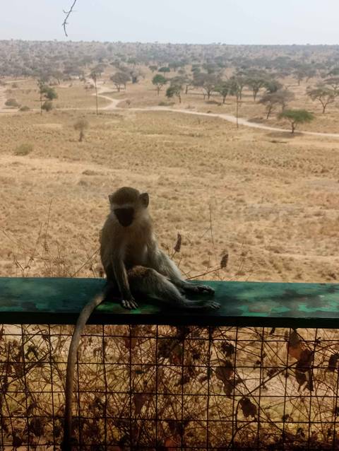 Monkey sitting on a structure in a dry landscape.