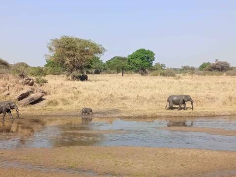 Elephants and calf walking near a waterhole in the savannah.