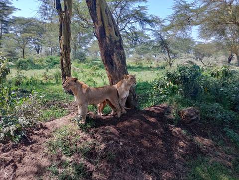       Two lionesses standing under a tree in a green landscape.
  